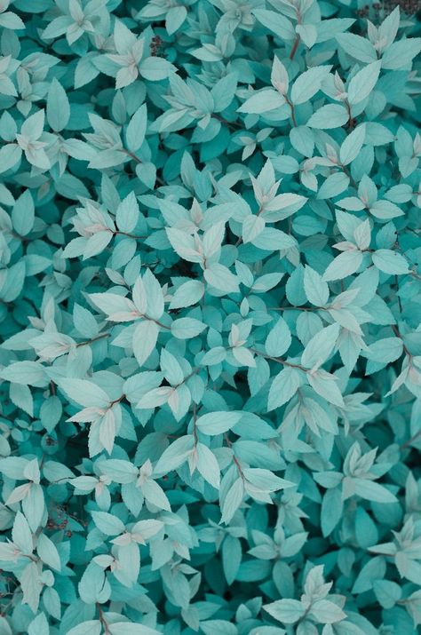 Detail Wallpaper Warna Biru Tosca Nomer 9