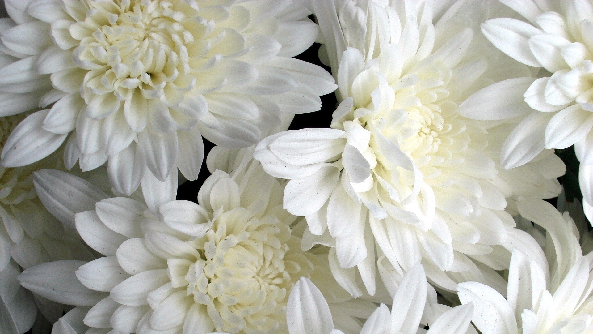 Detail Wallpaper White Flower Nomer 29