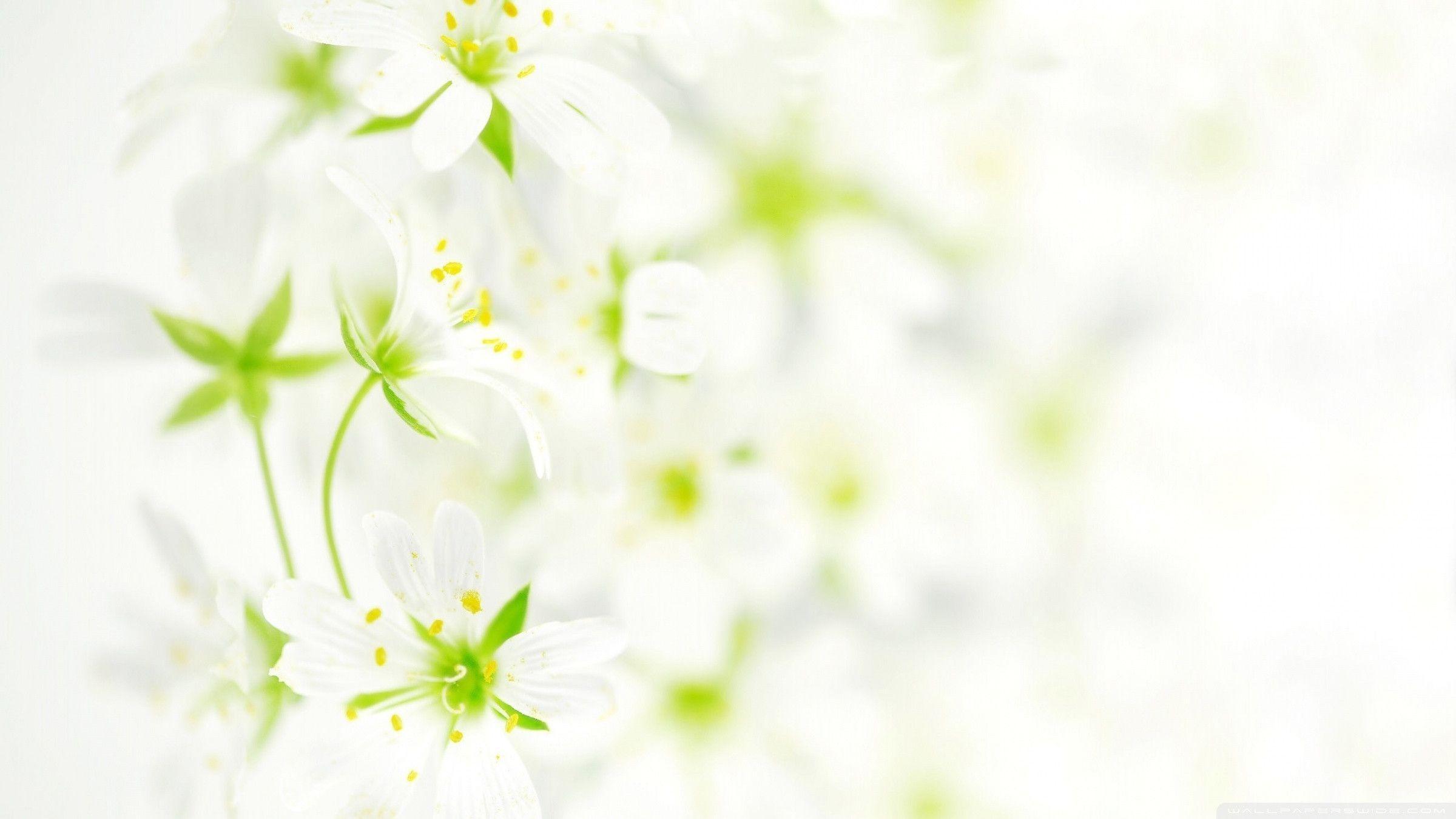 Detail Wallpaper White Flower Nomer 47