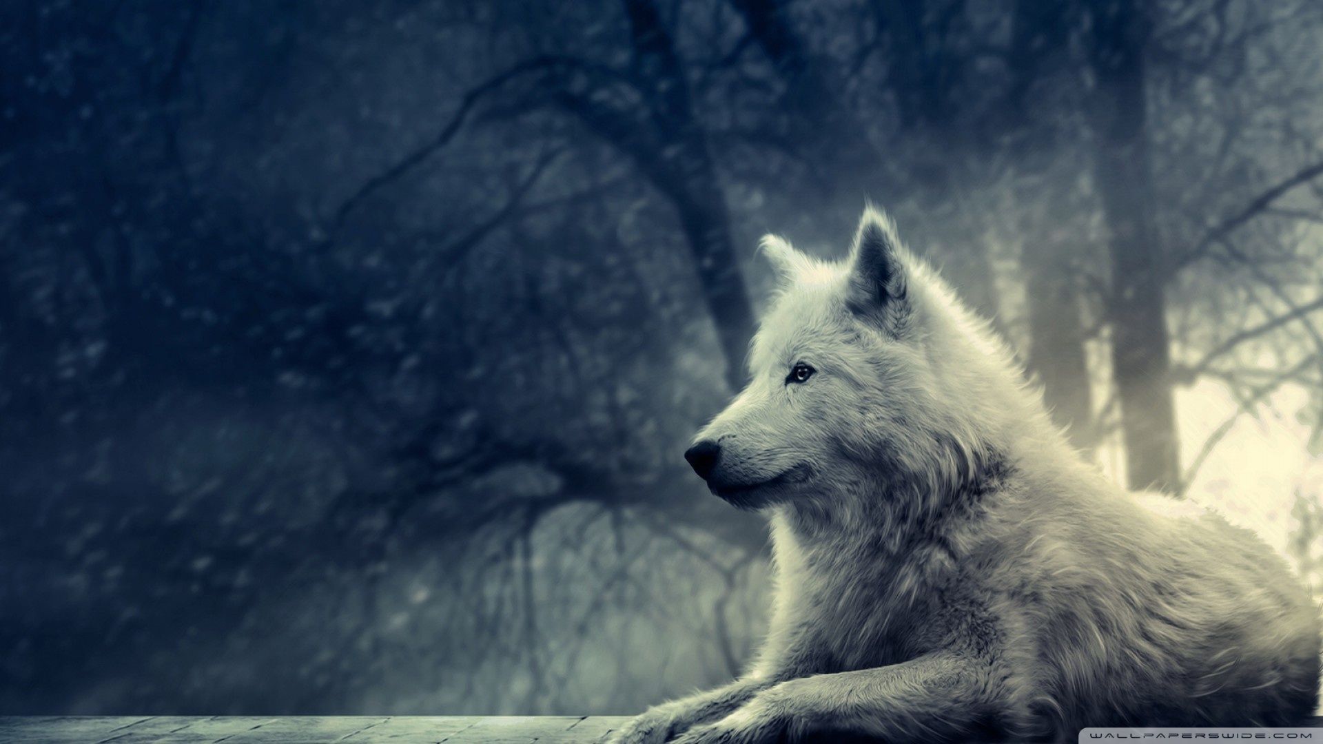 Detail Wallpaper Wolf Hd Nomer 12