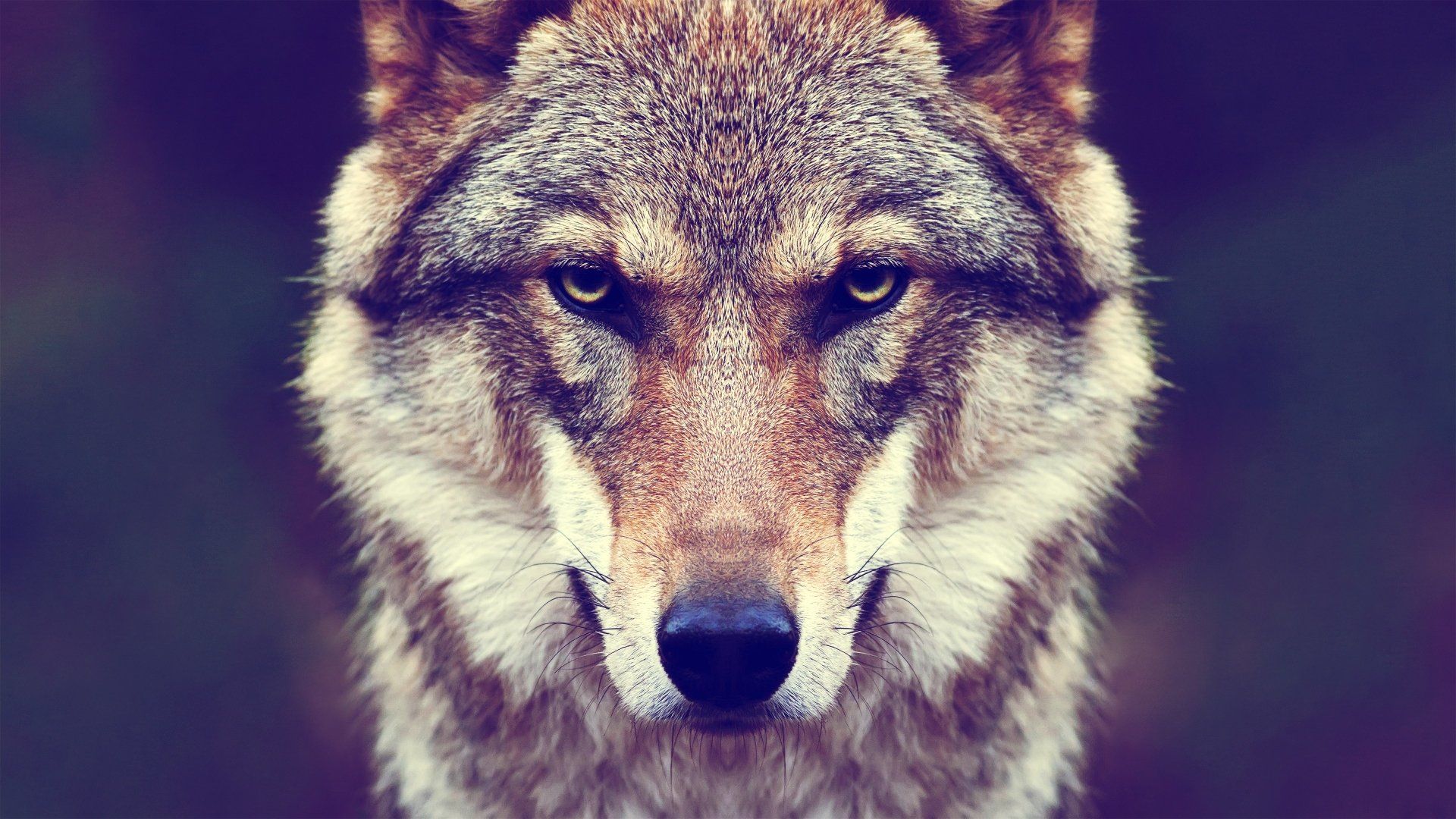 Detail Wallpaper Wolf Hd Nomer 15