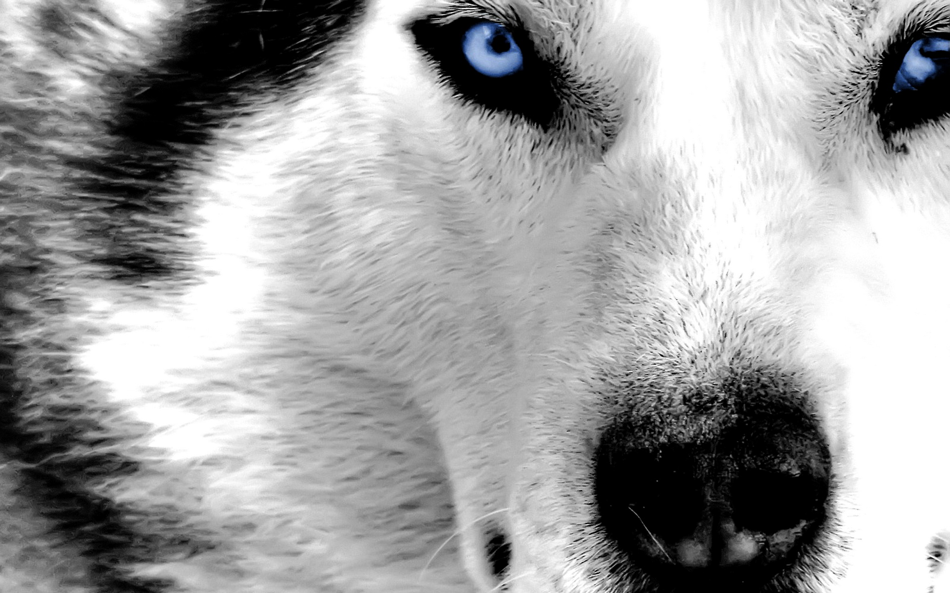 Detail Wallpaper Wolf Hd Nomer 41