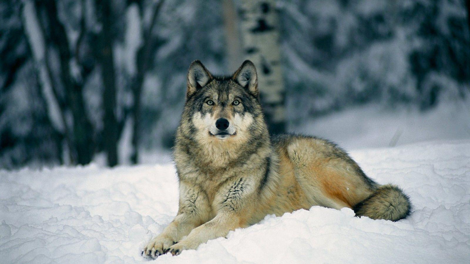 Detail Wallpaper Wolf Hd Nomer 45