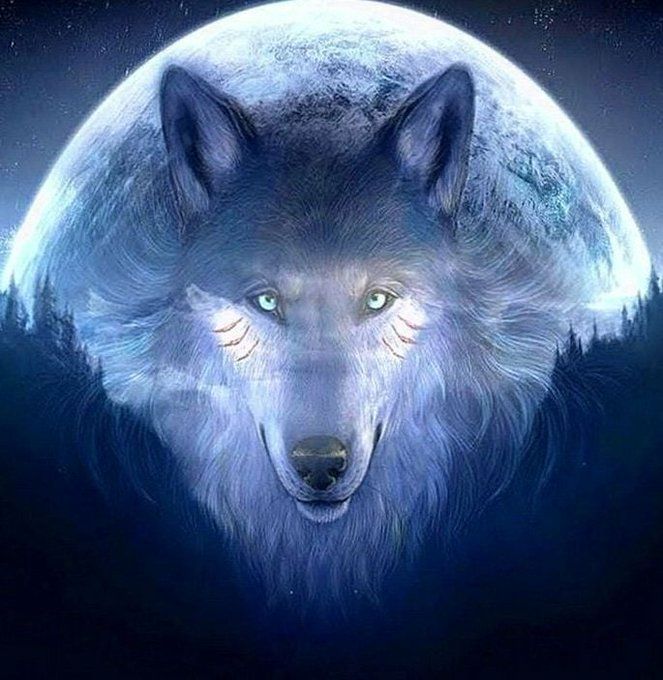 Detail Wallpaper Wolf Hd Nomer 6