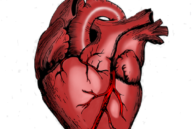 Detail Serambi Jantung Gambar Mata Nomer 18