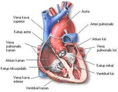 Detail Serambi Jantung Gambar Mata Nomer 19