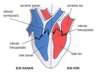 Detail Serambi Jantung Gambar Mata Nomer 25