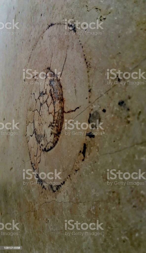 Detail Serangga Di Dinding Rumah Nomer 24