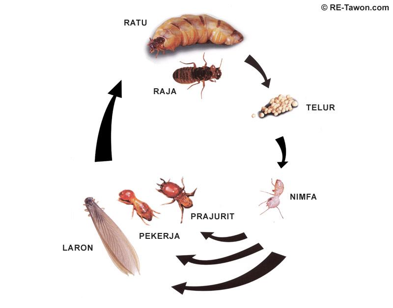 Detail Serangga Terbang Penghisap Darah Nomer 45