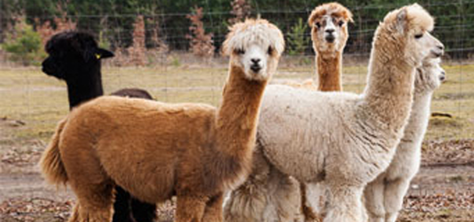 Serat Bulu Alpaca - KibrisPDR