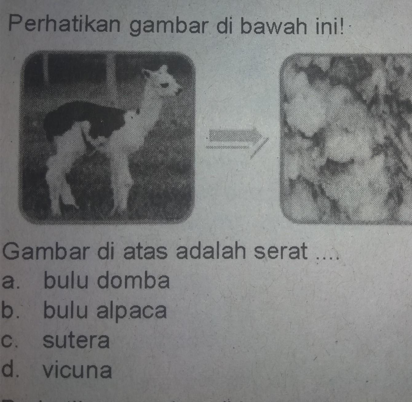 Detail Serat Bulu Alpaca Nomer 24