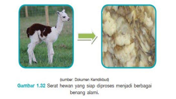 Detail Serat Bulu Alpaca Nomer 7