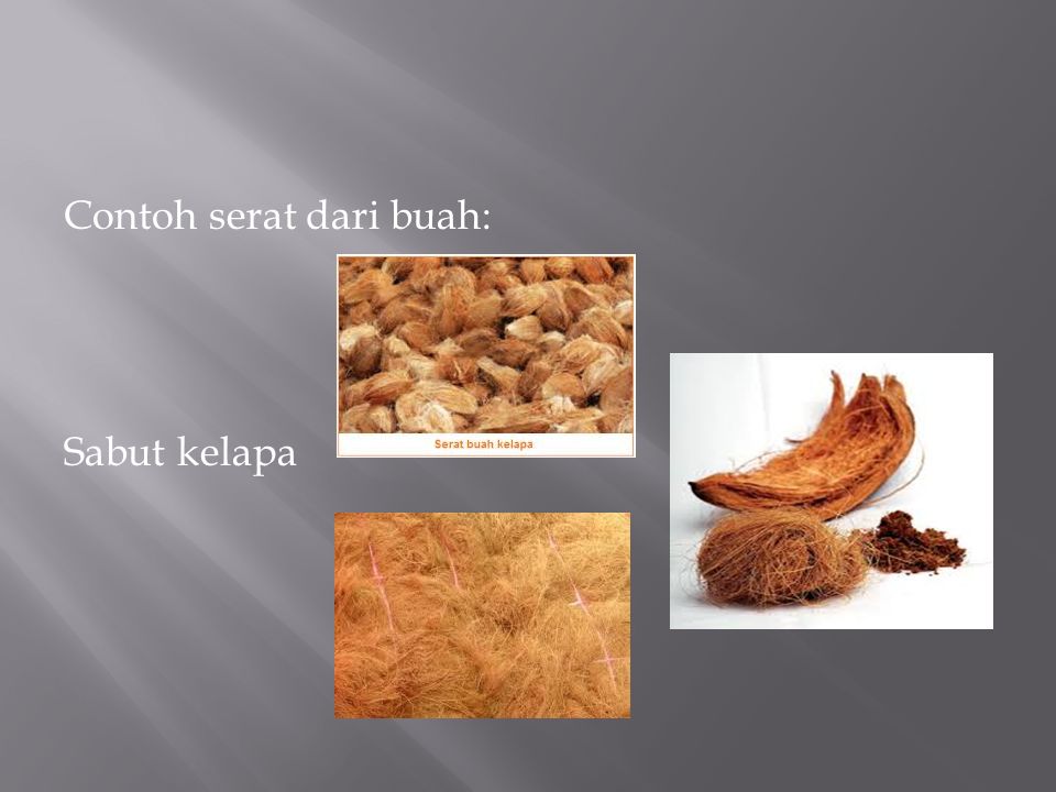 Detail Serat Dari Buah Nomer 27