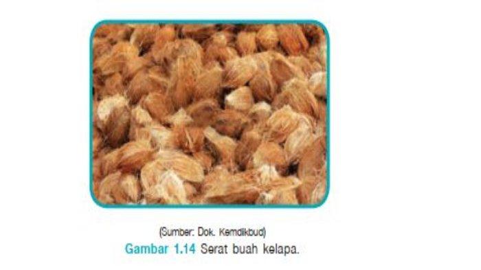 Detail Serat Dari Buah Nomer 39