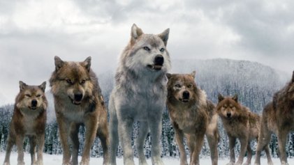 [Imagem: serigala-di-twilight-3.jpg]
