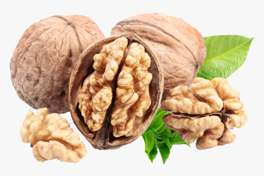 Detail Walnut Clipart Nomer 10