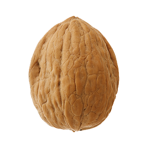 Walnut Transparent - KibrisPDR
