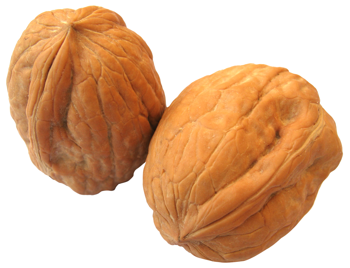 Detail Walnut Transparent Nomer 14