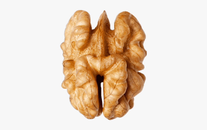 Detail Walnut Transparent Nomer 23