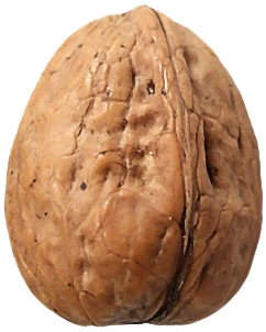 Detail Walnut Transparent Nomer 27