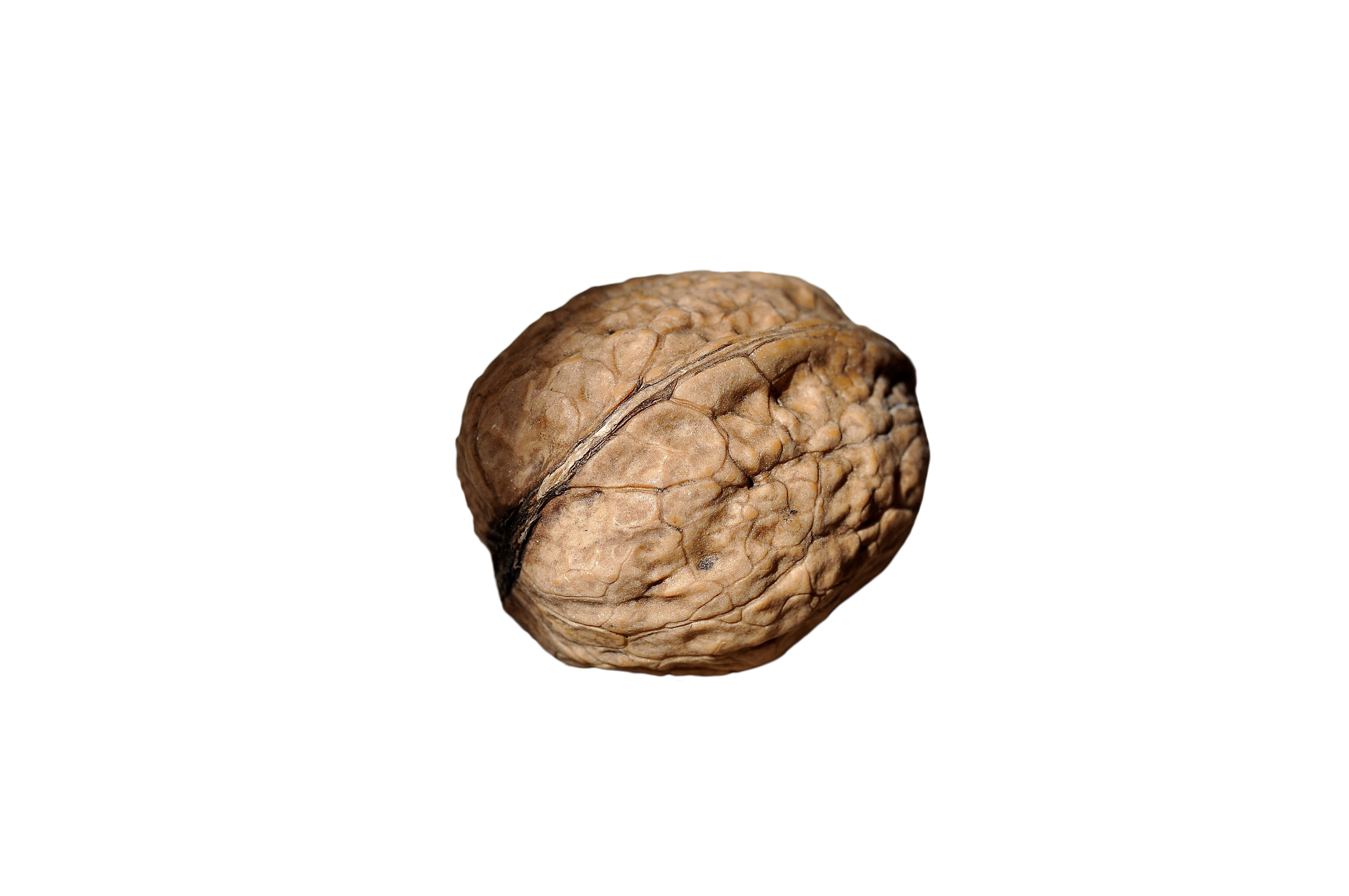 Detail Walnut Transparent Nomer 32