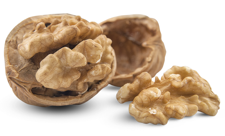 Detail Walnut Transparent Nomer 41