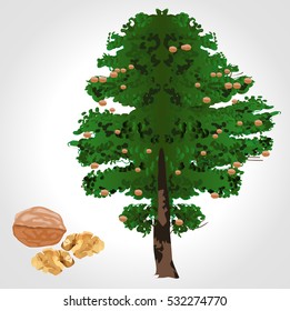 Detail Walnut Tree Clipart Nomer 3