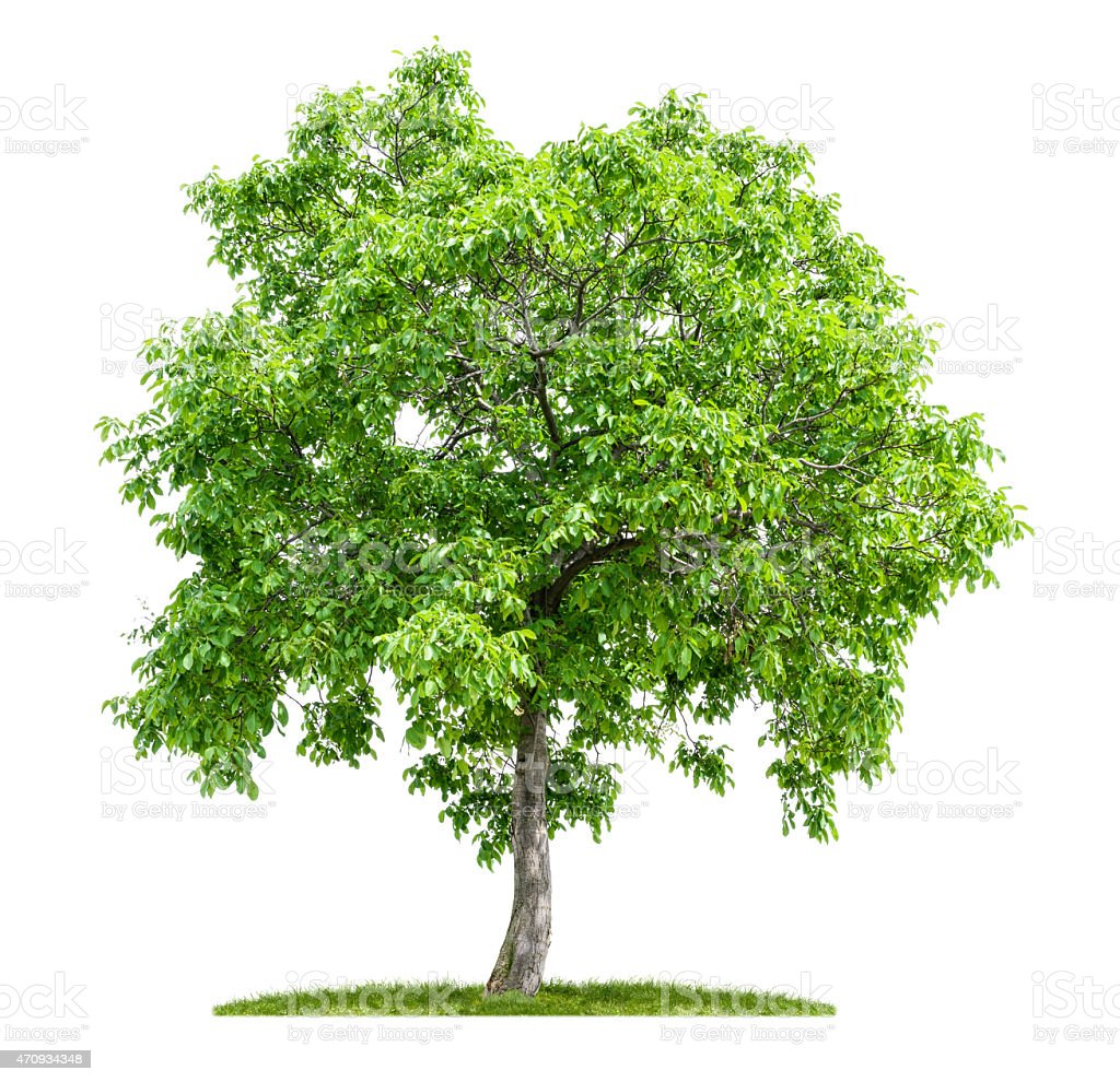 Detail Walnut Tree Clipart Nomer 20