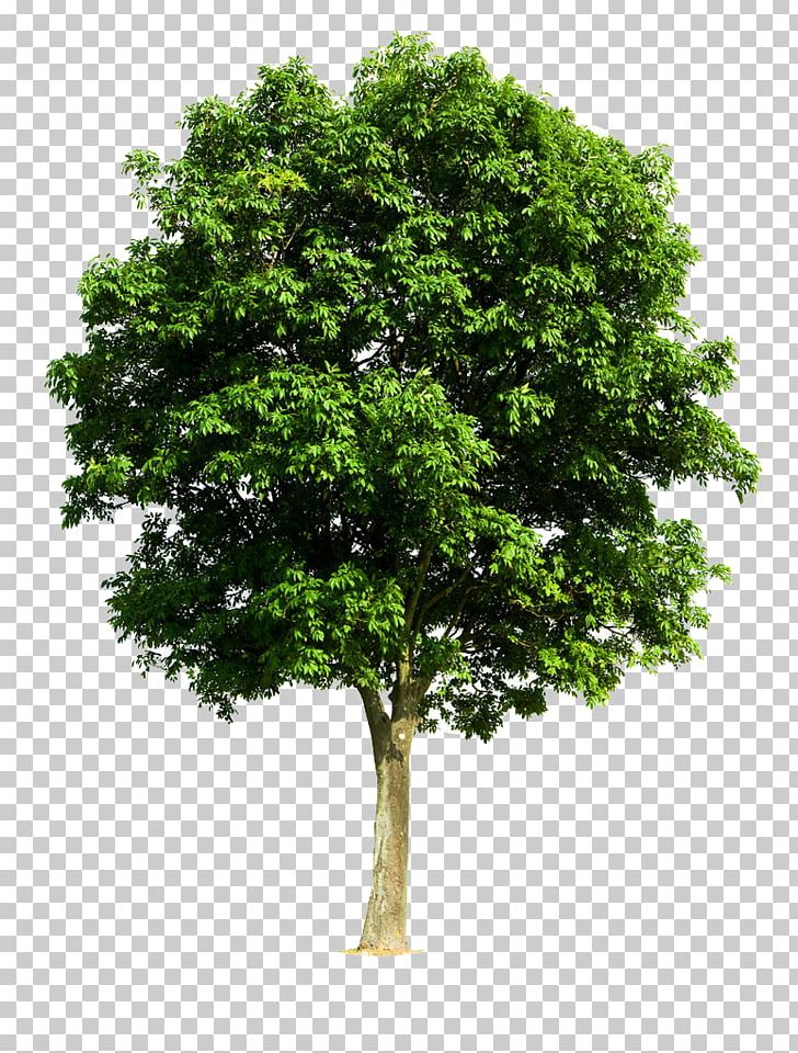 Detail Walnut Tree Clipart Nomer 31