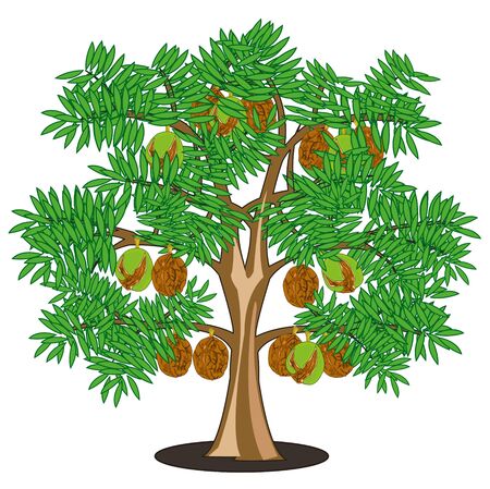 Detail Walnut Tree Clipart Nomer 5