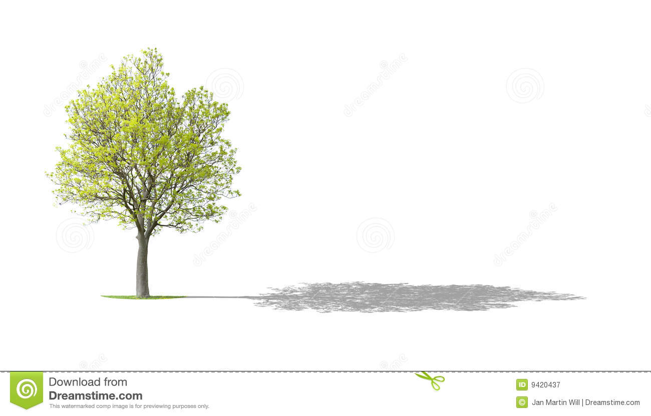 Detail Walnut Tree Clipart Nomer 41