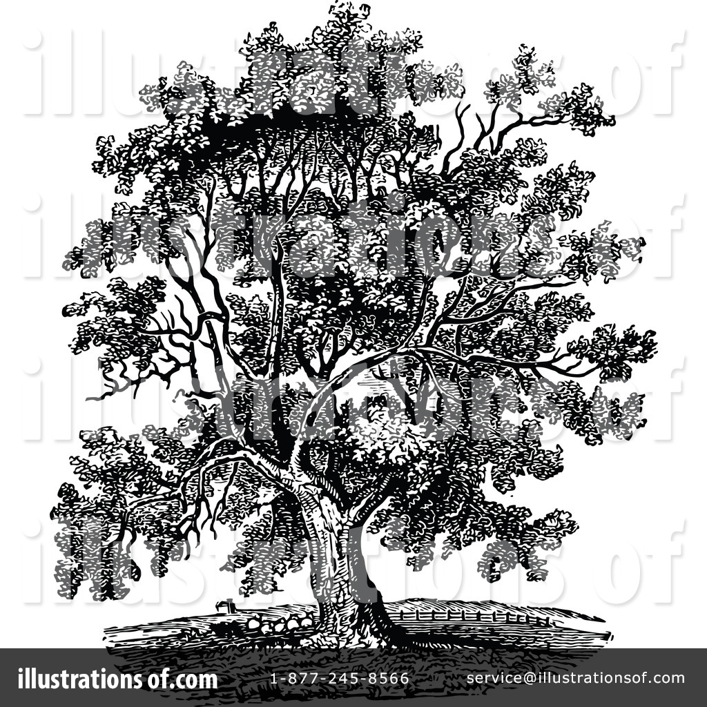 Detail Walnut Tree Clipart Nomer 44