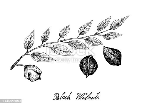 Detail Walnut Tree Clipart Nomer 49