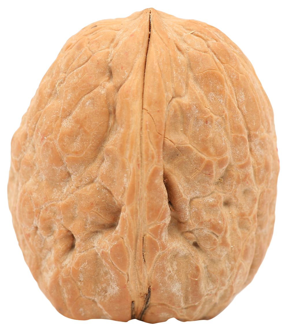 Detail Walnuts Png Nomer 50