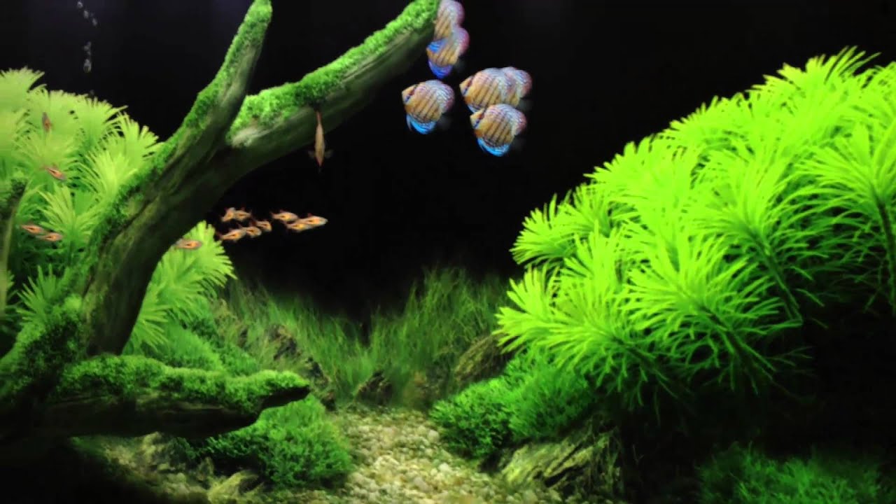 Detail Walpaper Aquarium Bergerak Nomer 22