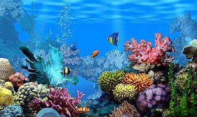 Detail Walpaper Aquarium Bergerak Nomer 48