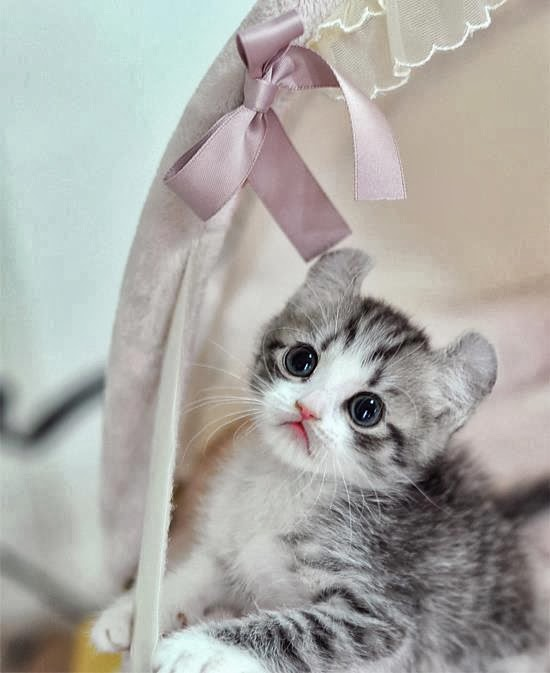 Walpaper Kucing Imut - KibrisPDR