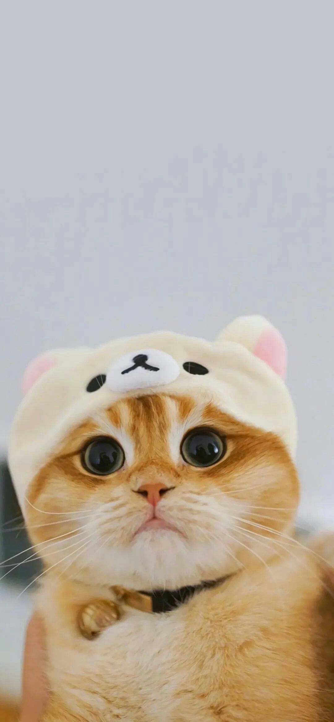 Detail Walpaper Kucing Imut Nomer 6