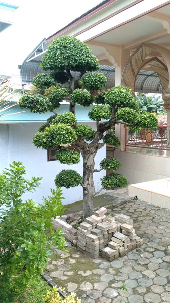 Detail Serut Taman Rumah Nomer 8