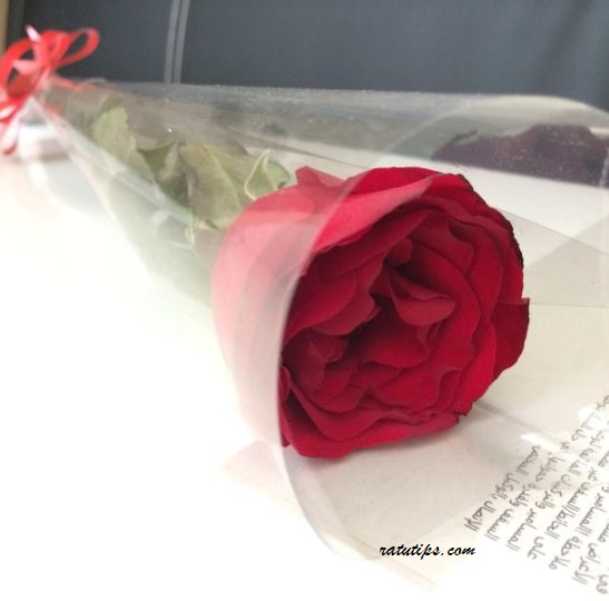 Setangkai Bunga Mawar Dari Pacar - KibrisPDR