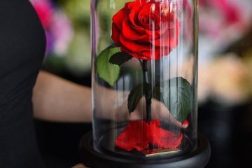 Detail Setangkai Bunga Mawar Dari Pacar Nomer 11