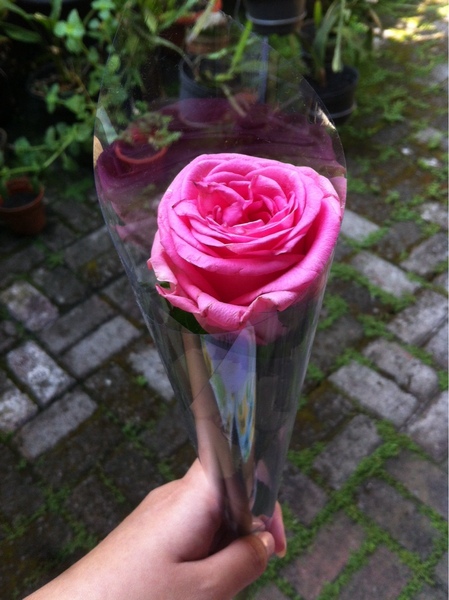 Detail Setangkai Bunga Mawar Dari Pacar Nomer 21