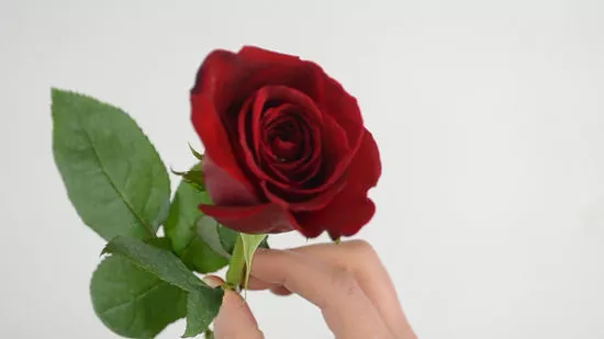 Detail Setangkai Bunga Mawar Dari Pacar Nomer 24