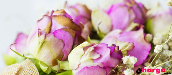 Detail Setangkai Bunga Mawar Dari Pacar Nomer 31