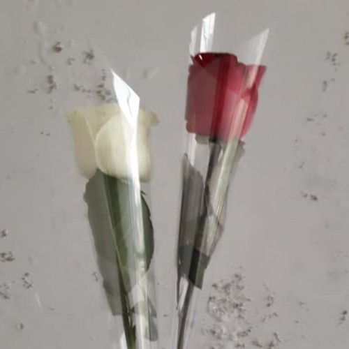 Detail Setangkai Bunga Mawar Dari Pacar Nomer 42