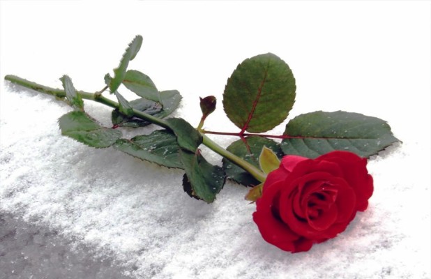 Detail Setangkai Bunga Mawar Merah Nomer 10