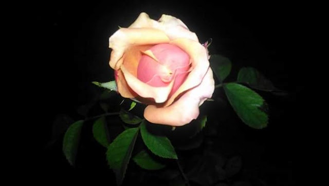 Detail Setangkai Bunga Mawar Pink Nomer 34