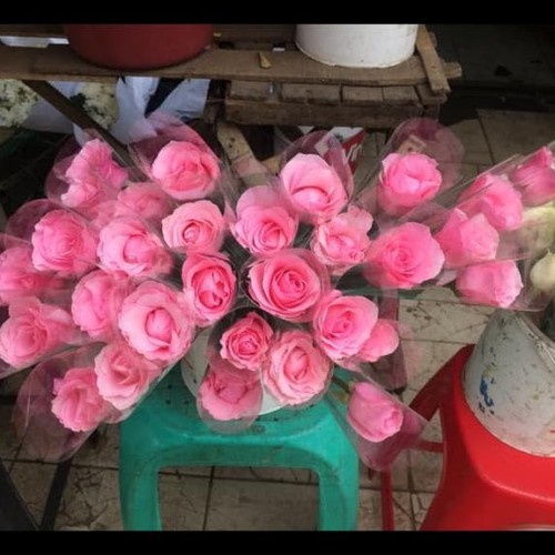 Detail Setangkai Bunga Mawar Pink Nomer 41