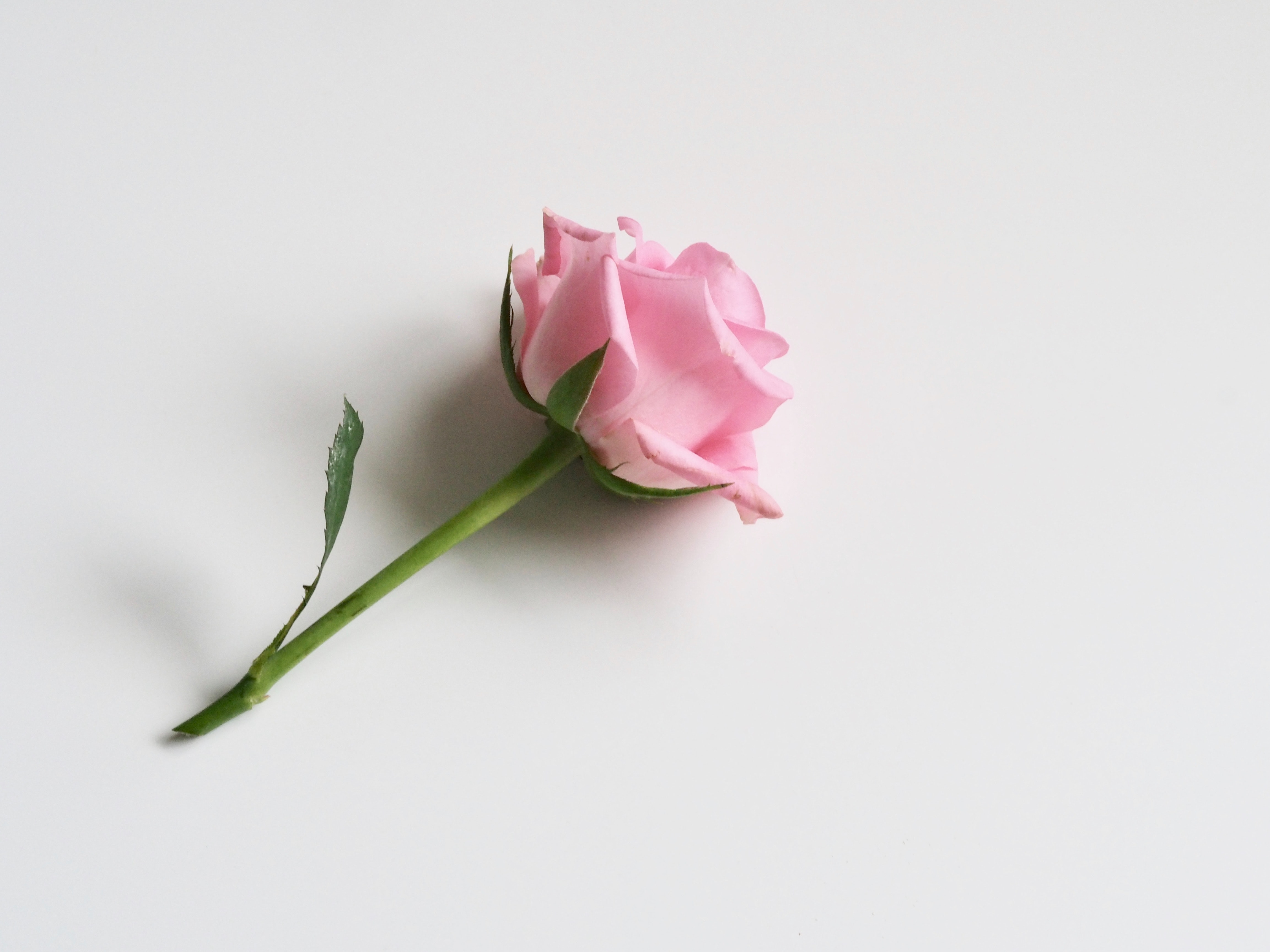 Detail Setangkai Bunga Mawar Pink Nomer 4
