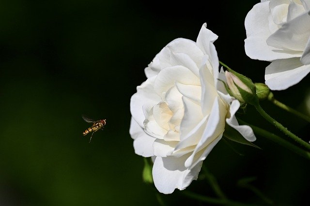 Detail Setangkai Bunga Mawar Putih Nomer 21